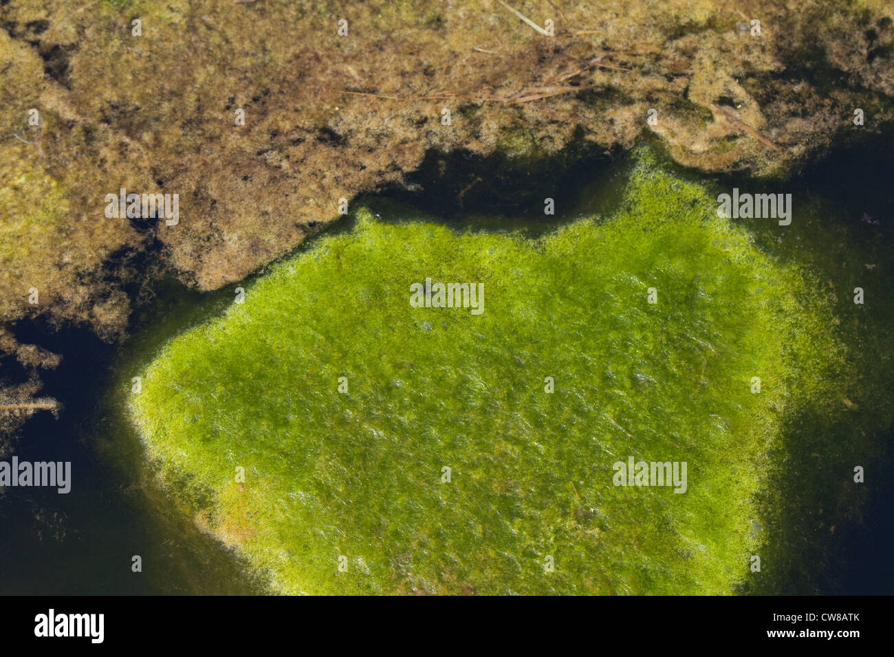 Coperta (erbaccia Cladophora sp. ) . Tappeti galleggianti di alghe filamentose, sospesa da un laghetto di superficie, mediante bolle di gas ossigeno. Foto Stock