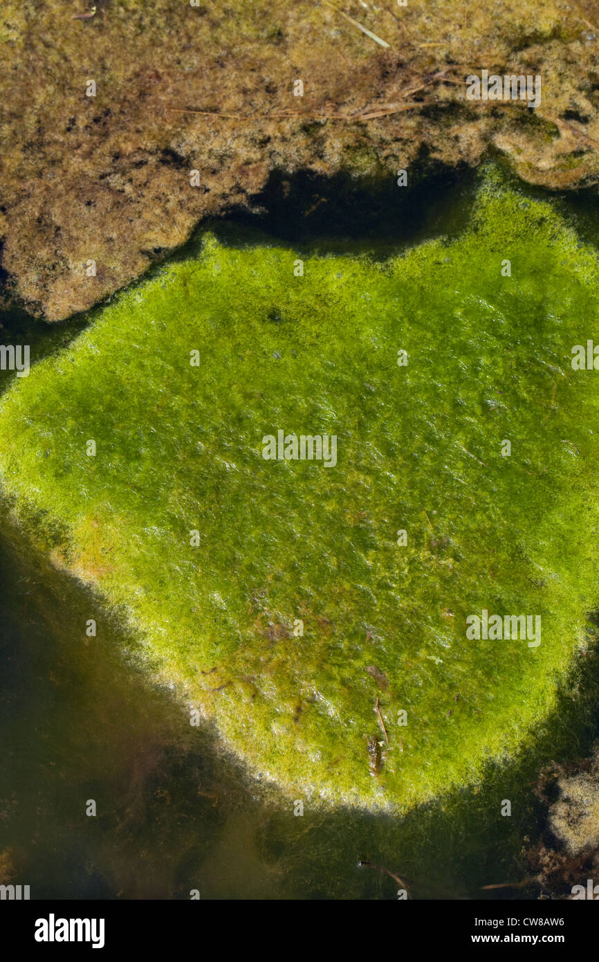Coperta (erbaccia Cladophora sp. ) . Tappeti galleggianti di alghe filamentose, sospesa da un laghetto di superficie, mediante bolle di gas ossigeno. Foto Stock
