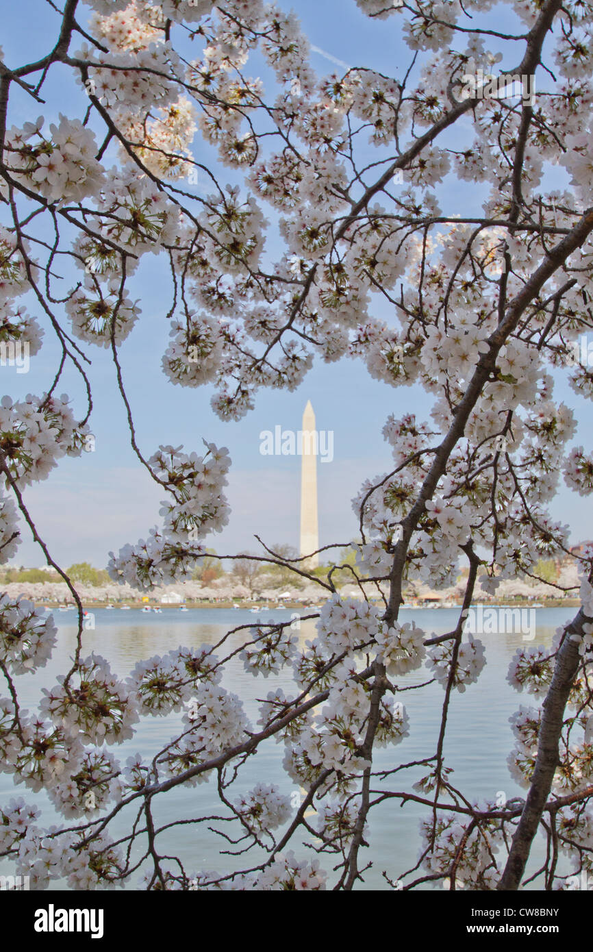 Statue e Monumenti di Washington DC, durante la fioritura dei ciliegi Festival. Foto Stock