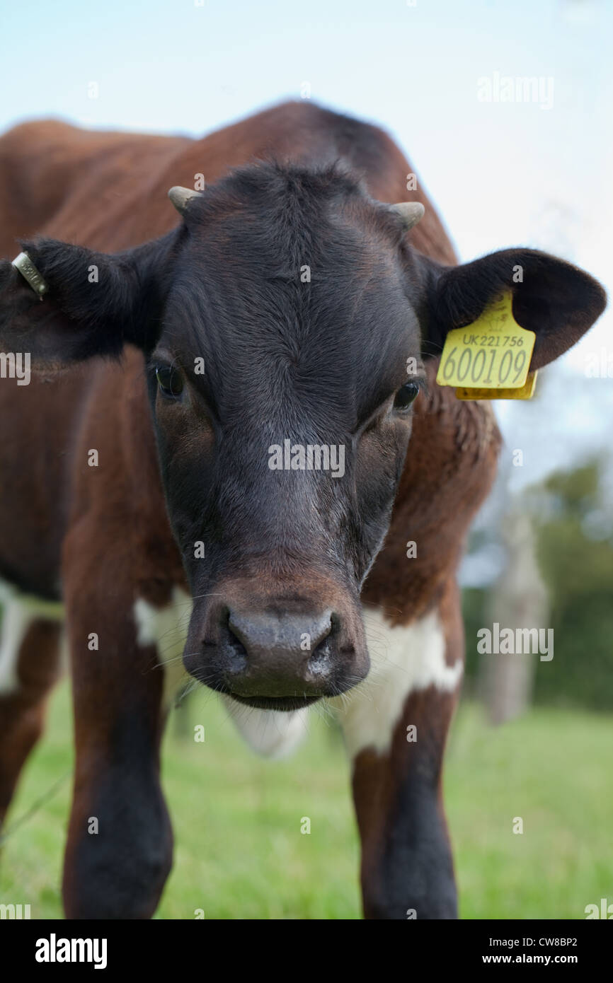 Gloucester Vacca (Bos taurus). Giovane giovenca. Avvisatore acustico "gemme" sono distinguibili sulla corona della testa. Razza rara. Foto Stock