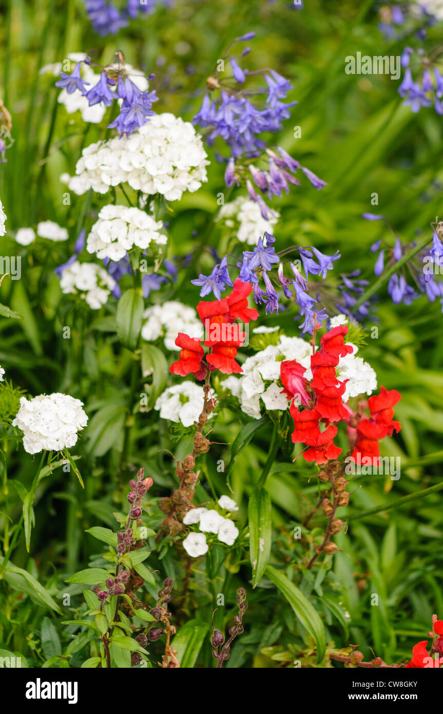 Rosso, bianco e blu fiori in un letto di fiori Foto Stock