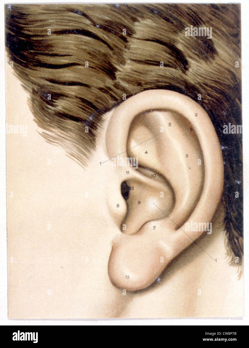 Il corpo umano, l'orecchio, rappresentazioni della fine del XIX secolo Foto Stock