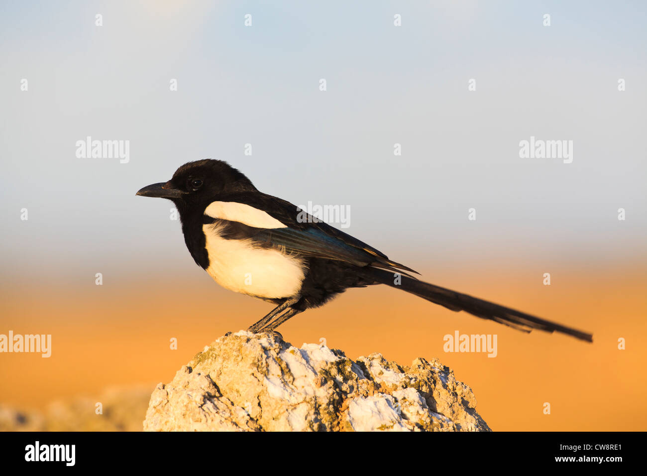 Gazza comune (Pica pica) arroccato su una sommità di una pietra. Lleida. La Catalogna. Spagna. Foto Stock