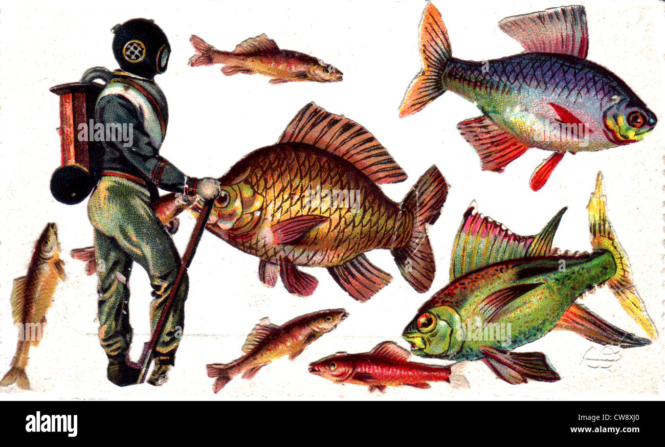 Collage: subacqueo e pesce Foto Stock