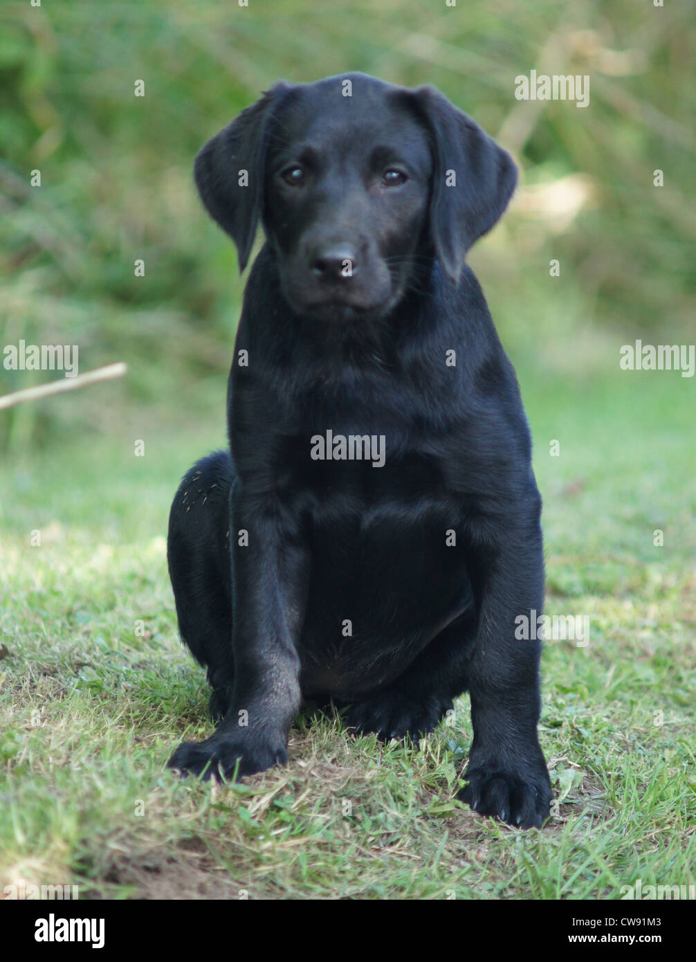 Il Labrador nero cucciolo Foto Stock