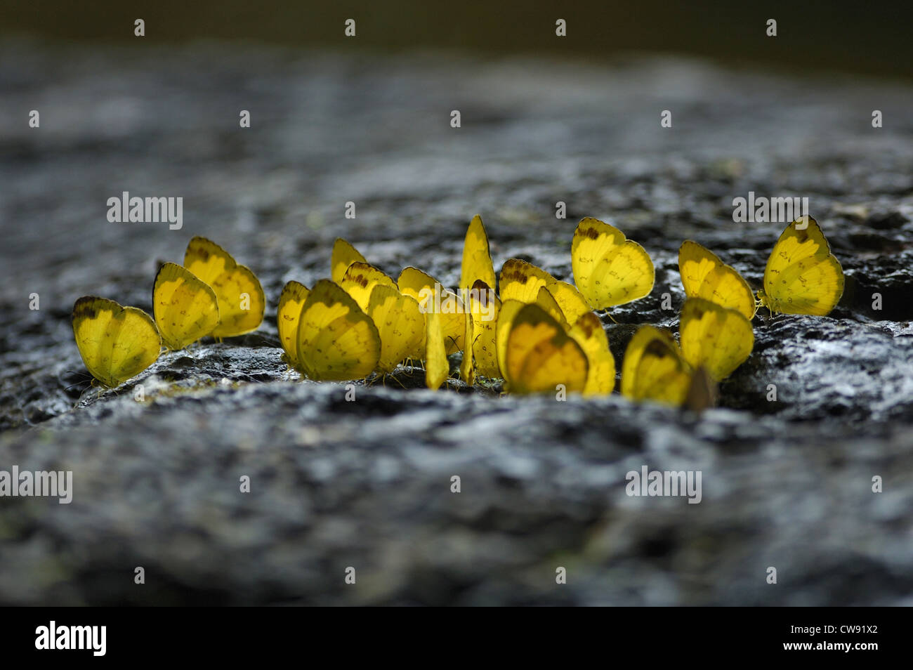 Hill giallo Erba farfalle (Eurema simulatrix) alimentazione su sali minerali in una foresta pluviale tailandese Foto Stock