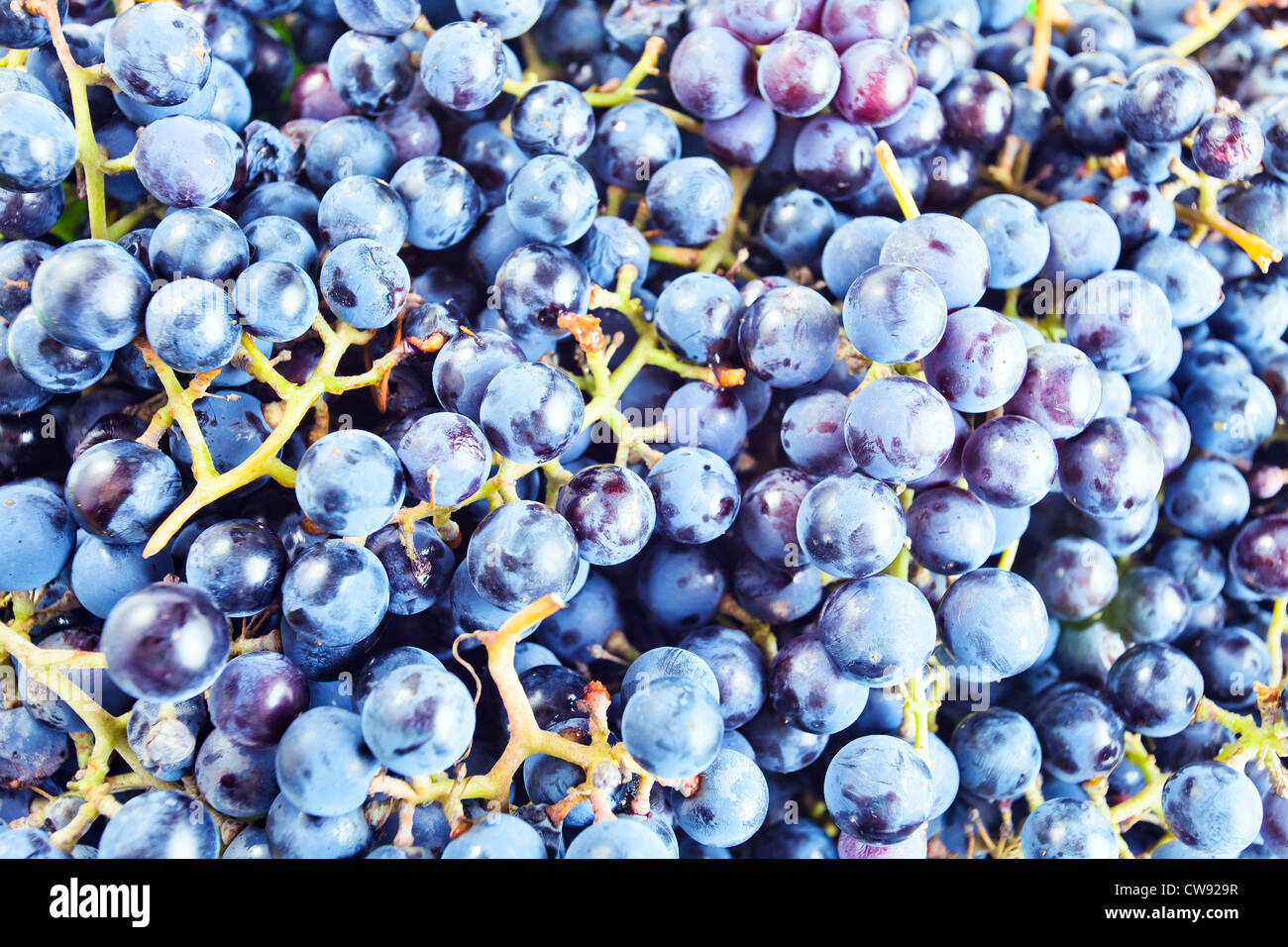 Uve da vinificazione per vino rosso la produzione. Foto Stock
