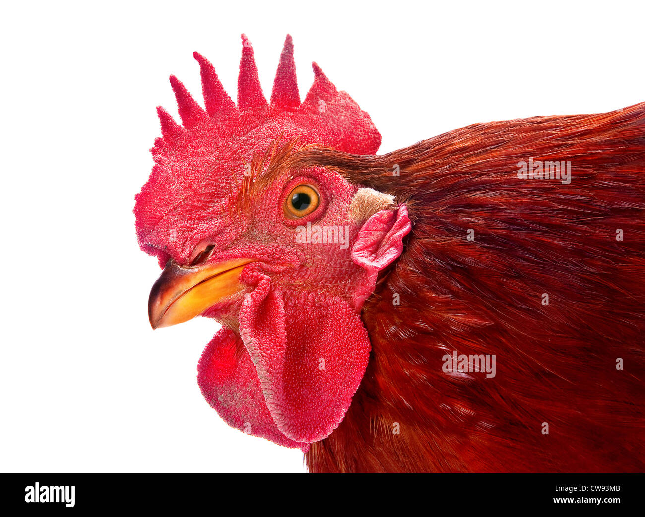 Gallo Rosso closeup farm bird su bianco Foto Stock