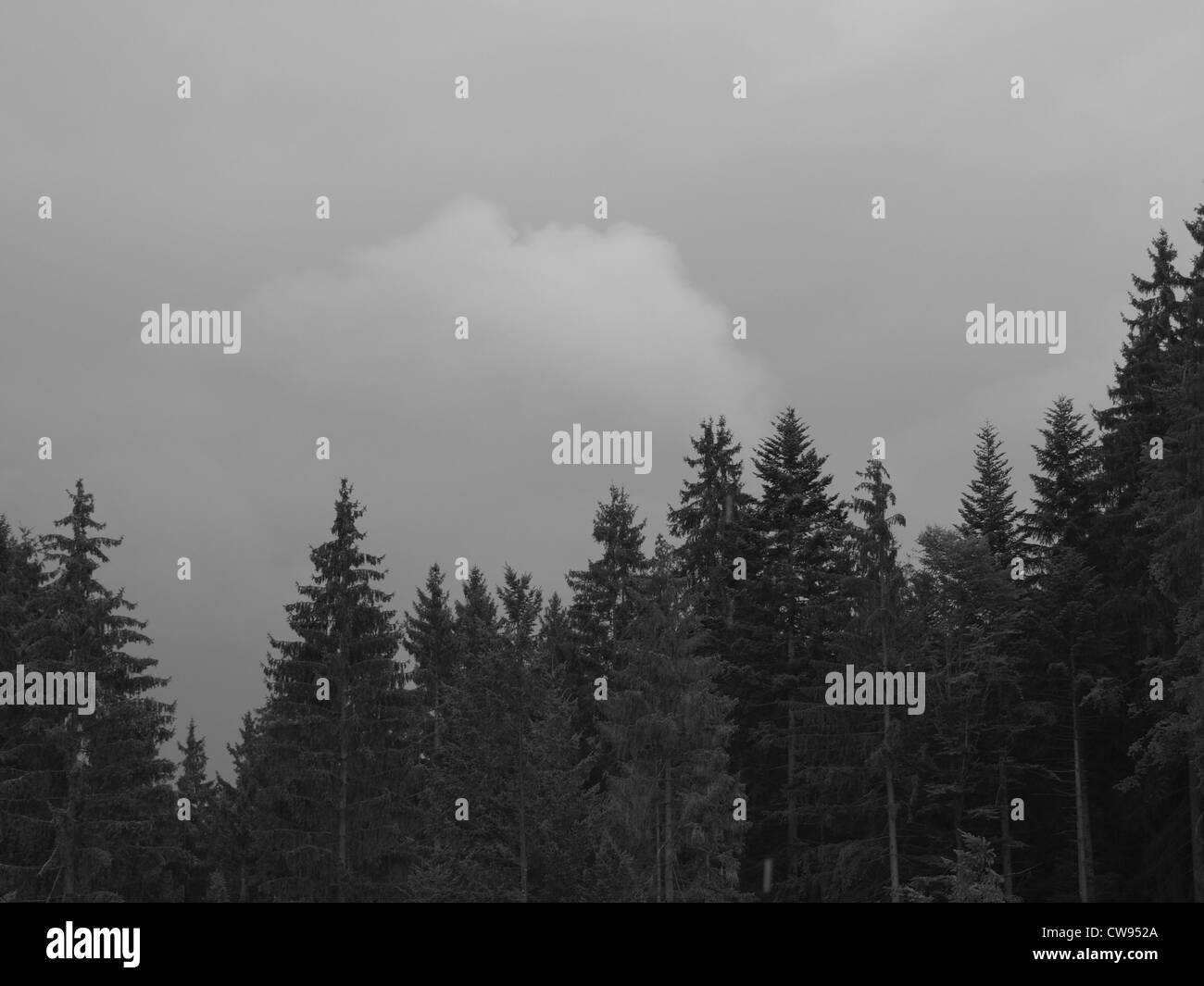 Paesaggio di legno con cielo nuvoloso, in bianco e nero / Wald Landschaft mit bewölktem Himmel, schwarz-weiß Foto Stock