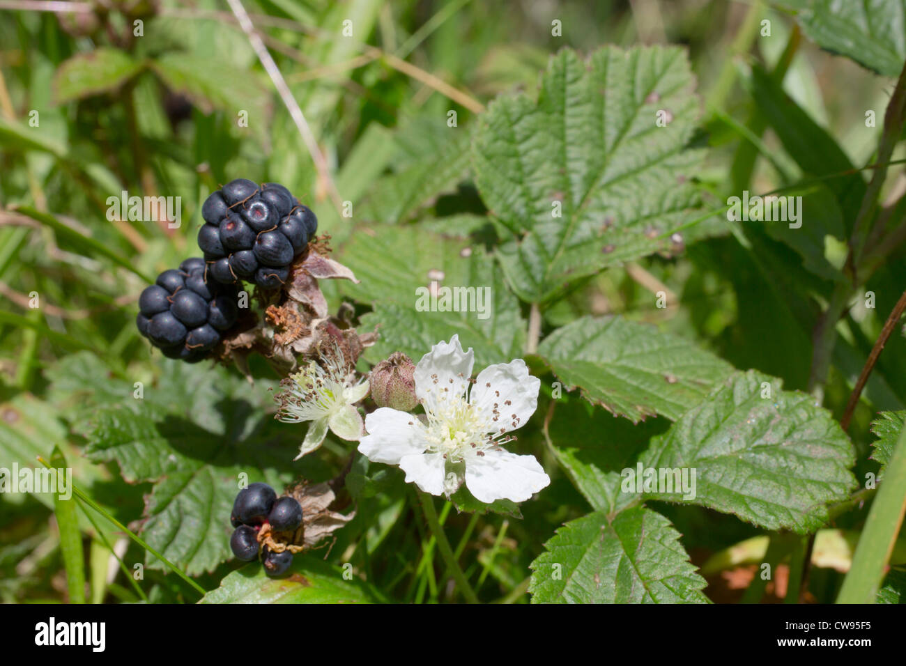 Dewberry; nella frutta; Galles; Regno Unito Foto Stock