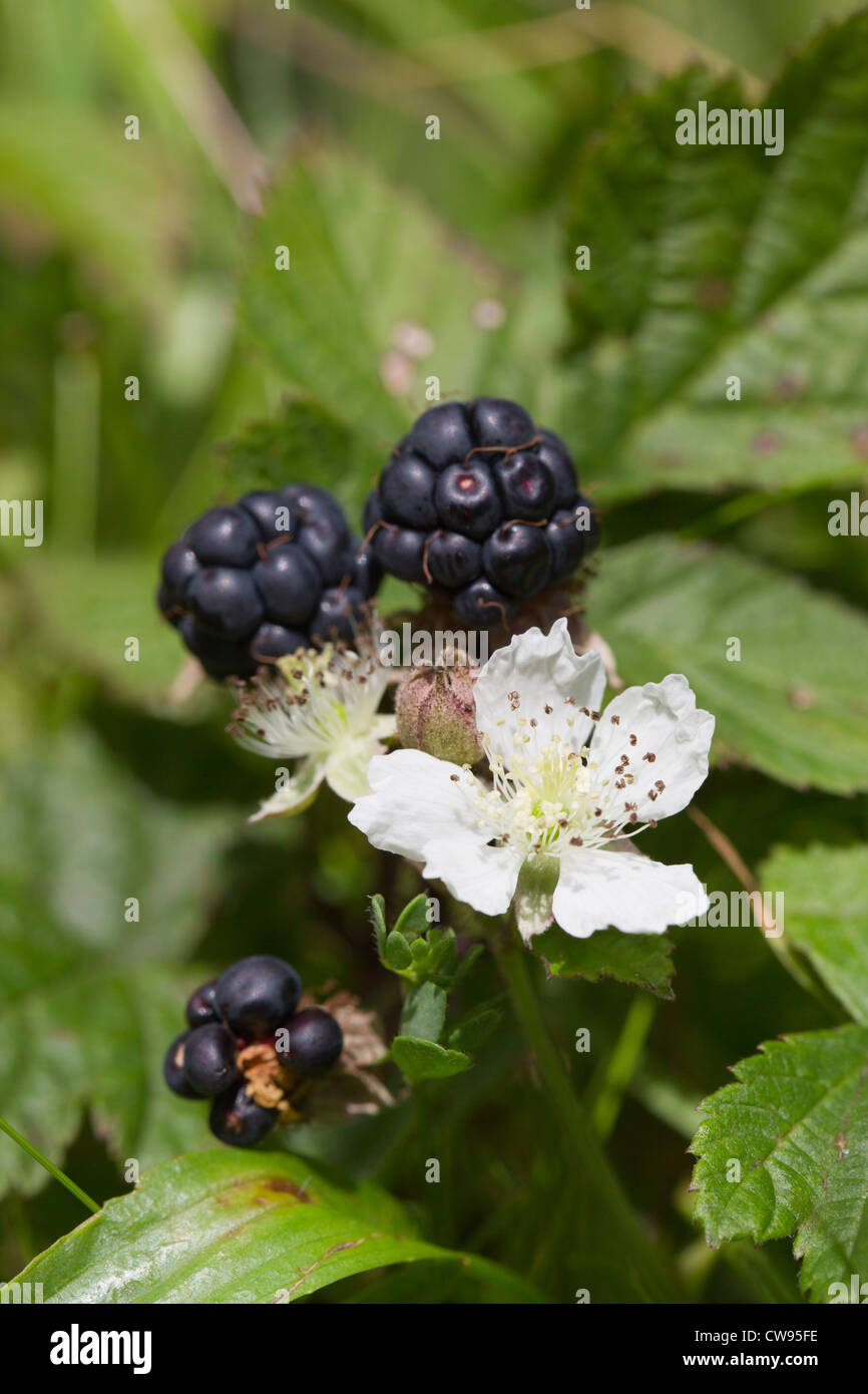 Dewberry; nella frutta; Galles; Regno Unito Foto Stock