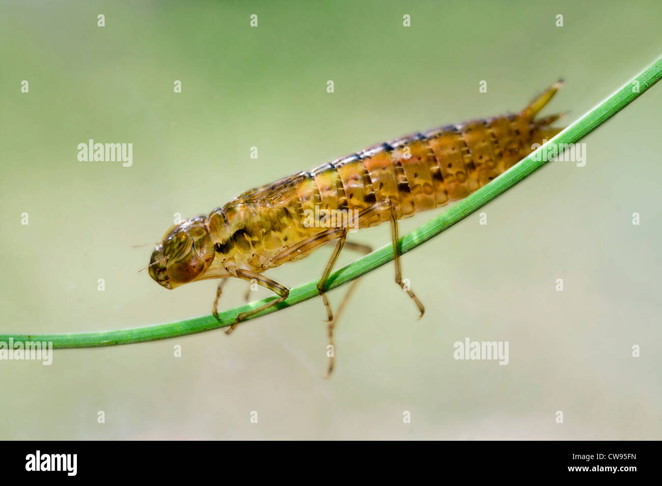 Larva di libellula; presto imperatore instar; Anax imperator; Cornovaglia; Regno Unito Foto Stock