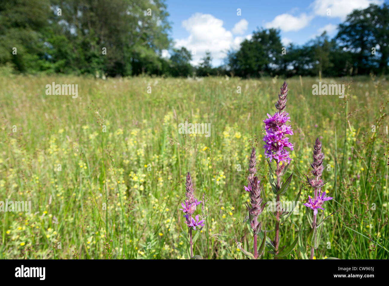 Lethytep; Cornovaglia; Regno Unito; diversificazione agricola; wildlife prato; viola loosestrife Foto Stock