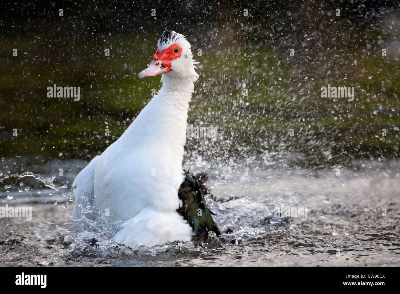 Anatra muta; Cairina moschata; balneazione; Regno Unito Foto Stock