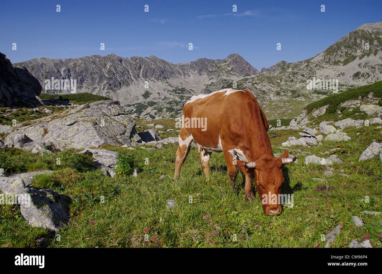 Red cow in mpuntains, Carpazi romeni. Foto Stock
