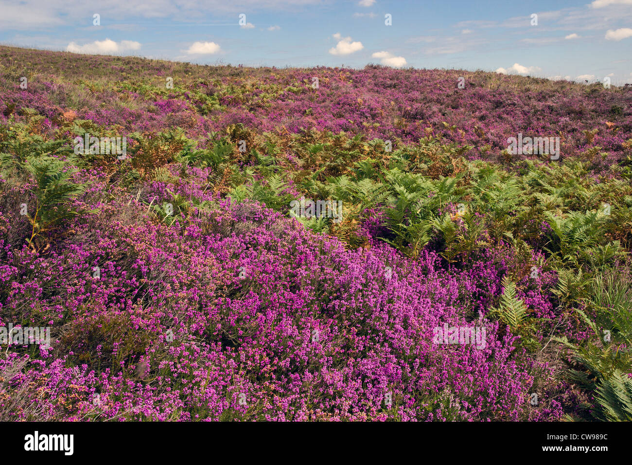 Bell erica (Erica cinerea), la nuova foresta, Hampshire, Inghilterra, Regno Unito Foto Stock