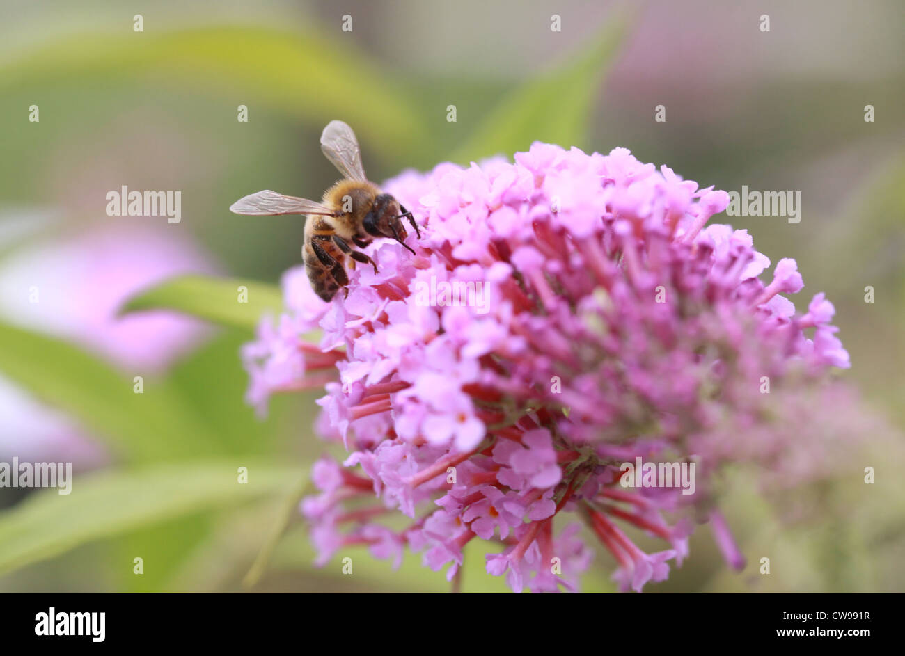 Un miele delle api di feed sui milkweed. Foto Stock