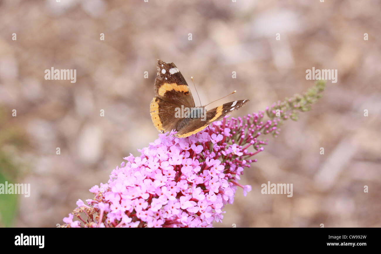 Red Admiral butterfly alimentazione su milkweed Foto Stock