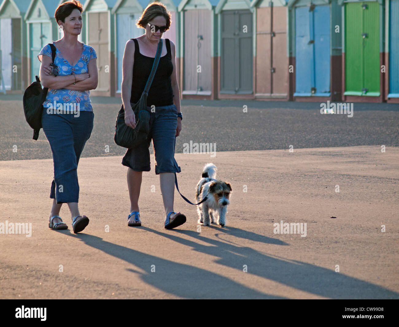 Cane a piedi dalla spiaggia di Hove capanne in Brighton. Foto Stock