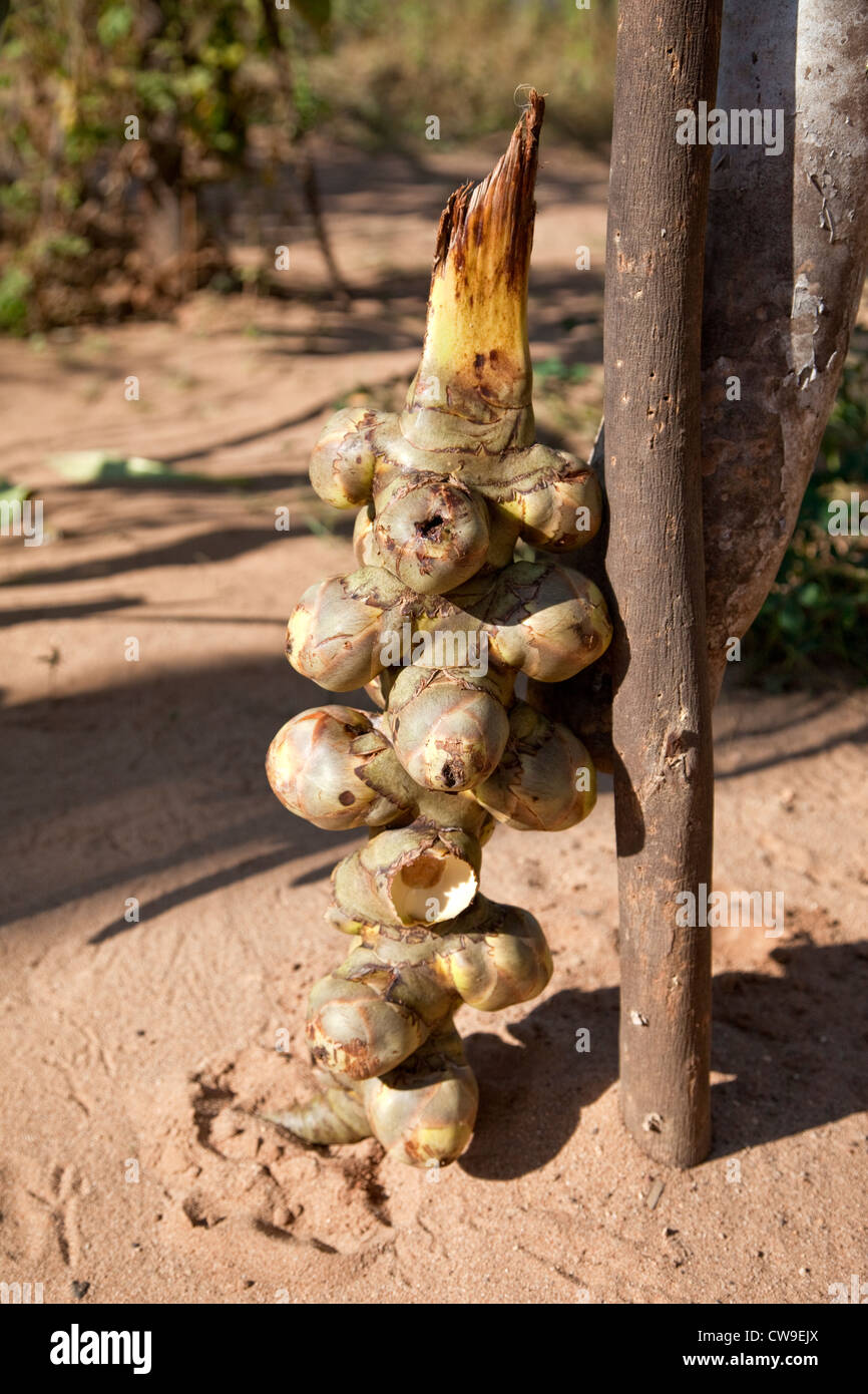Myanmar Birmania, vicino a Bagan. Palm kernel da Sugar Palm Tree (Toddy Palm Tree), Borassus Flabellifer. Foto Stock
