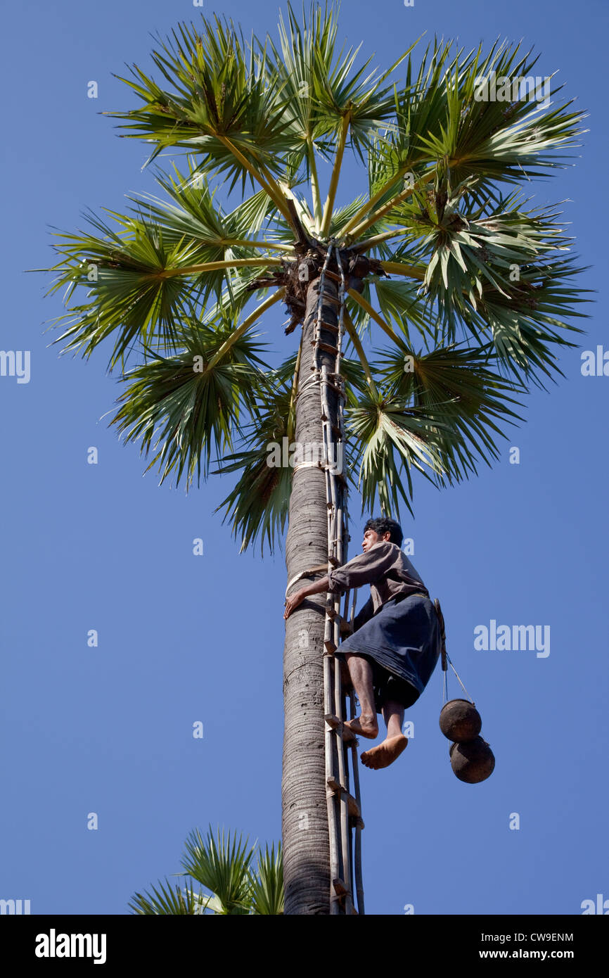 Myanmar Birmania, vicino a Bagan. Scalata di un Sugar Palm (Toddy Palm, Borassus Flabellifer) per raccogliere il succo. Foto Stock