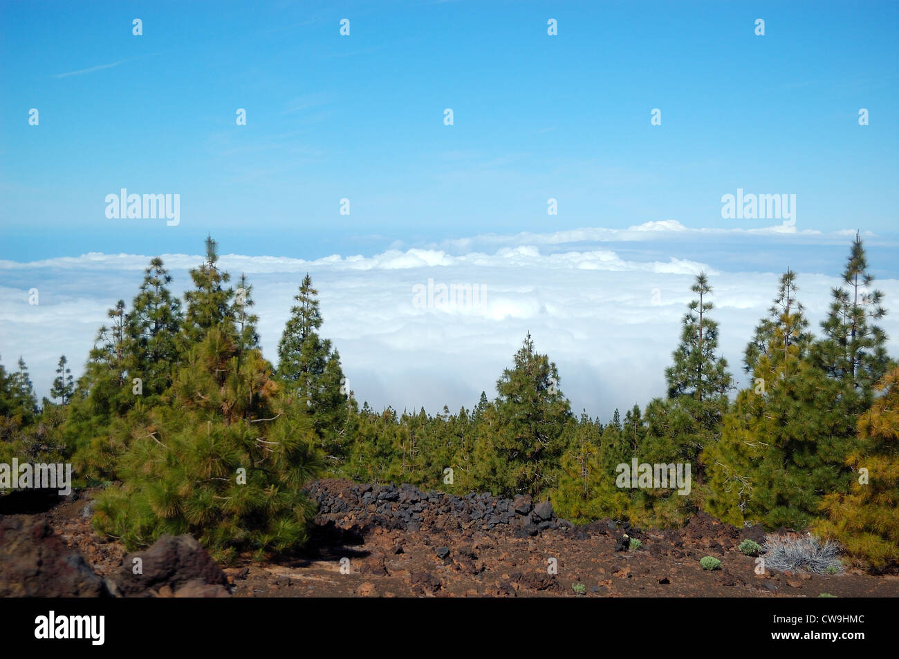 Forest su nuvole sul vulcano Teide. Isola di Tenerife, Spagna Foto Stock