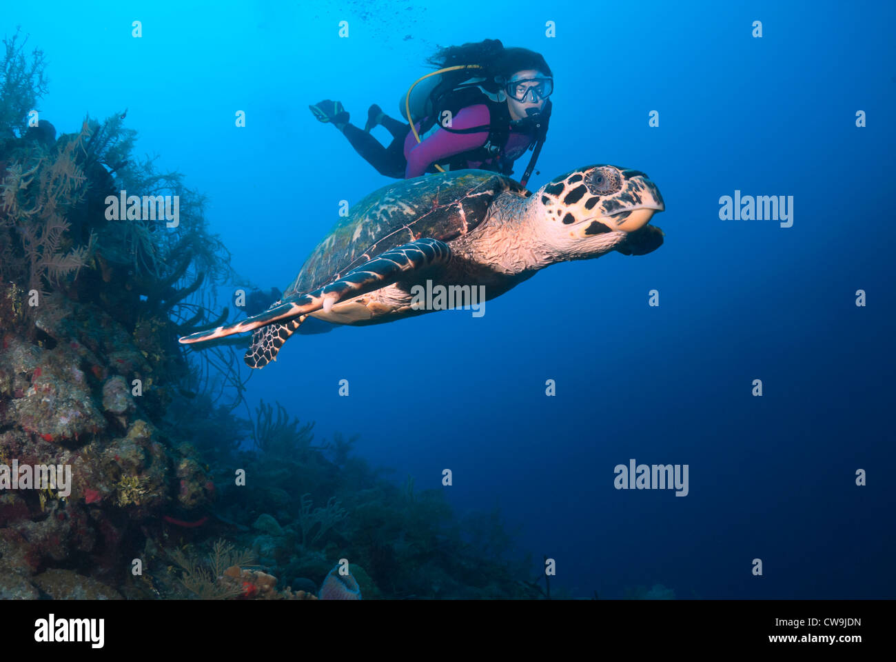 Femmina subacqueo con tartaruga embricata Eretmochelys imbricata, il Belize, il Mar dei Caraibi e Oceano Atlantico Foto Stock