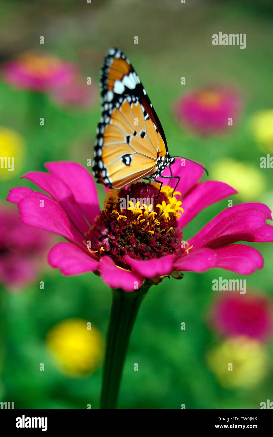 Farfalla posata e succhiare miele dal colore viola Fiore Dahlia tra sacco di fiori nel Giardino vista Closeup Kerala, India Foto Stock