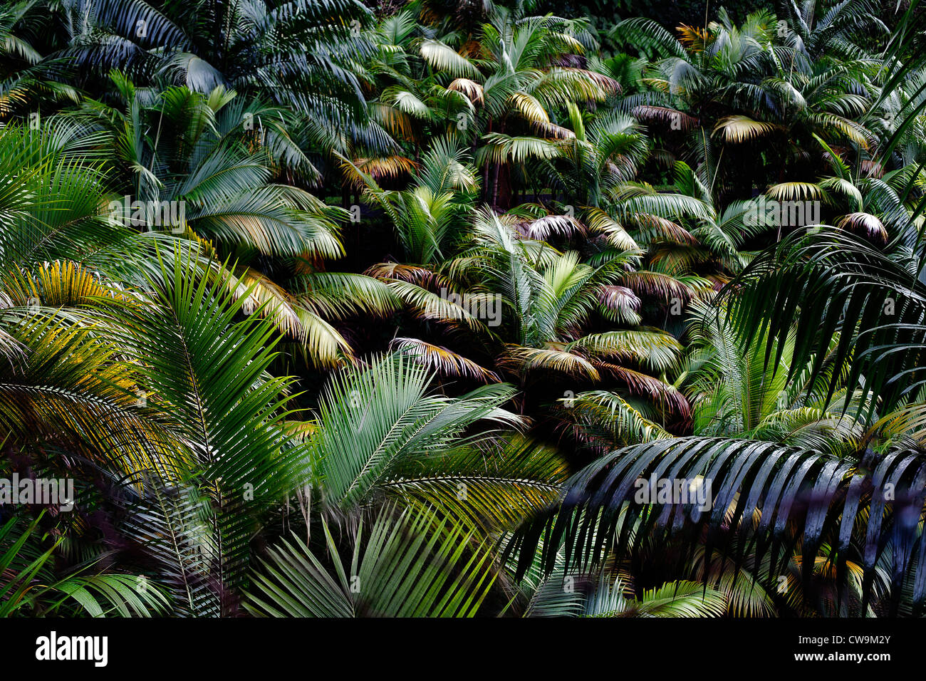 Palme tropicali, Ile de la Réunion Foto Stock