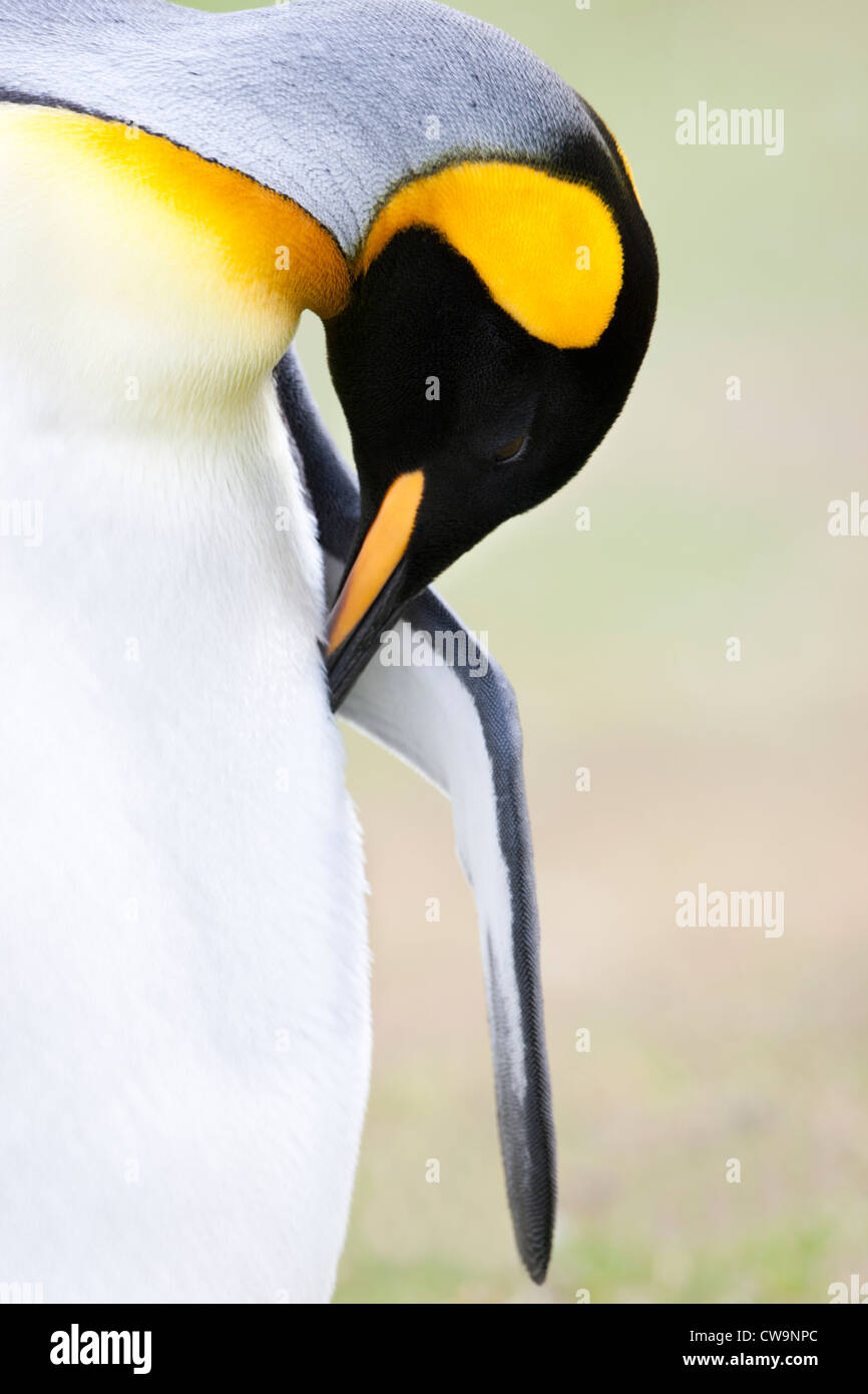 Pinguino reale (Aptenodytes patagonicus patagonicus) preening su Saunders Island in Falklands. Foto Stock