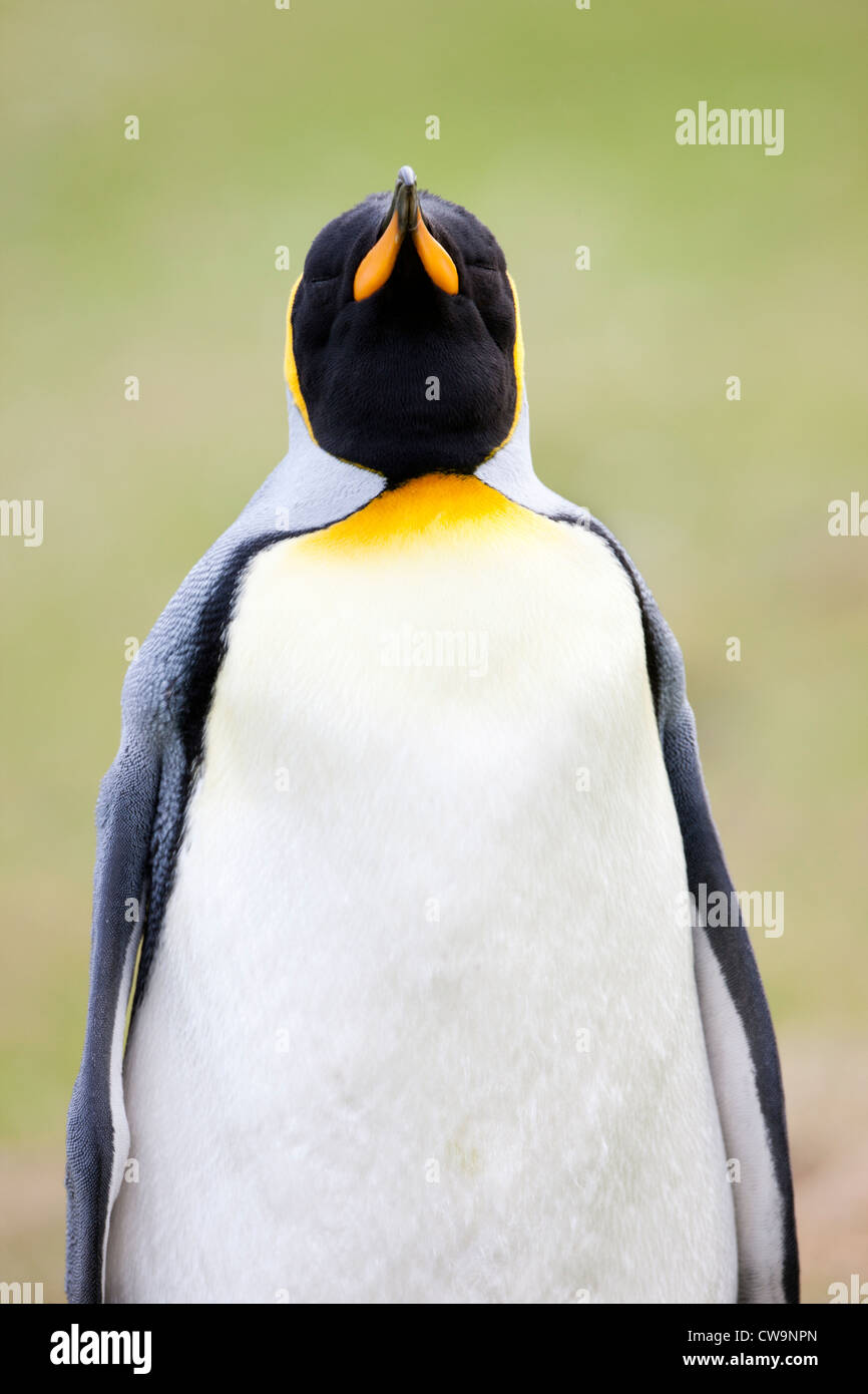 Pinguino reale (Aptenodytes patagonicus patagonicus) su Saunders Island in Falklands. Foto Stock