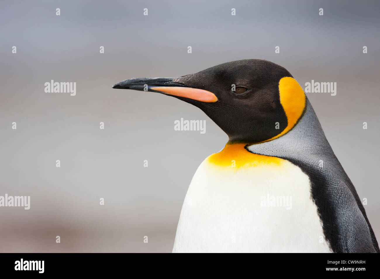 Pinguino reale (Aptenodytes patagonicus patagonicus) su Saunders Island in Falklands. Foto Stock