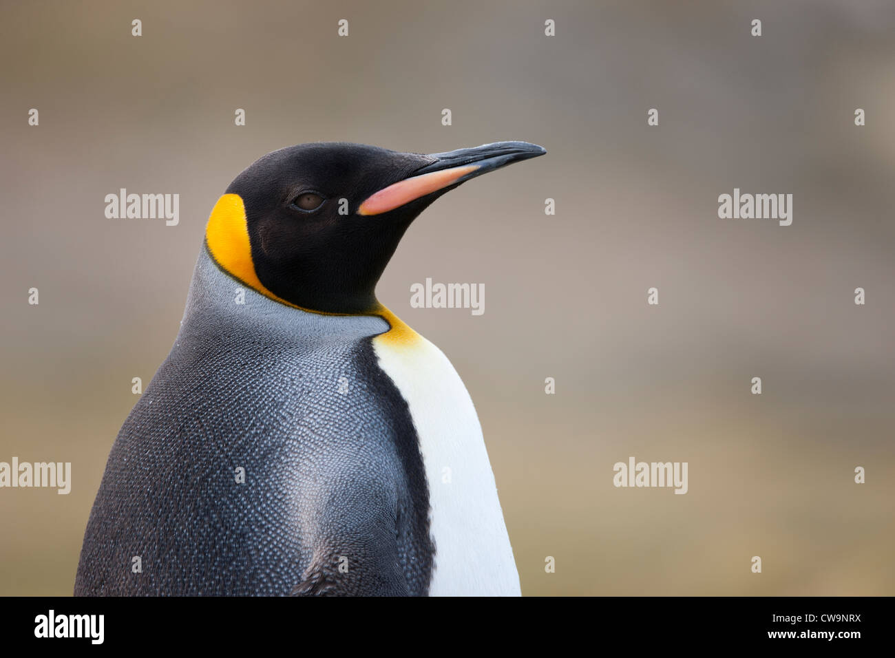 Pinguino reale (Aptenodytes patagonicus patagonicus) su Saunders Island in Falklands. Foto Stock