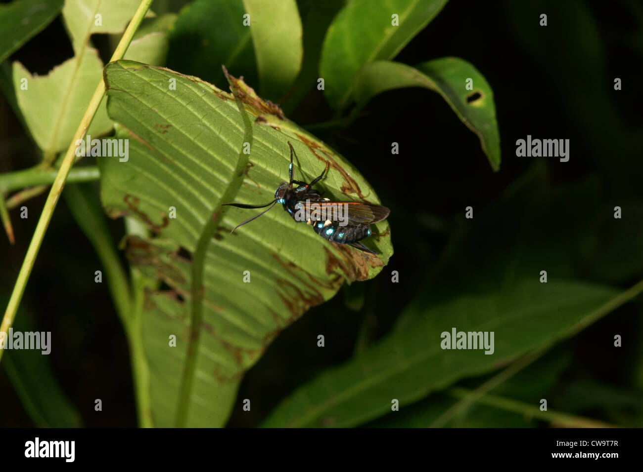 La tignola camouflage per imitare il wasp Foto Stock