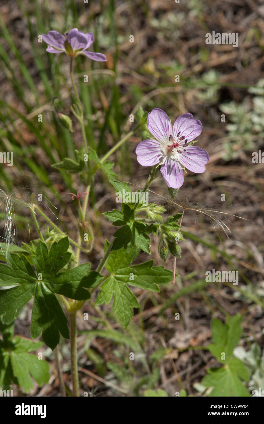 Geranio caespitosum trovata nel 8500 a livello del piede in Colorado di gamma anteriore. Foto Stock