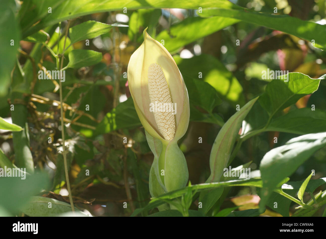 arum fiore Foto Stock