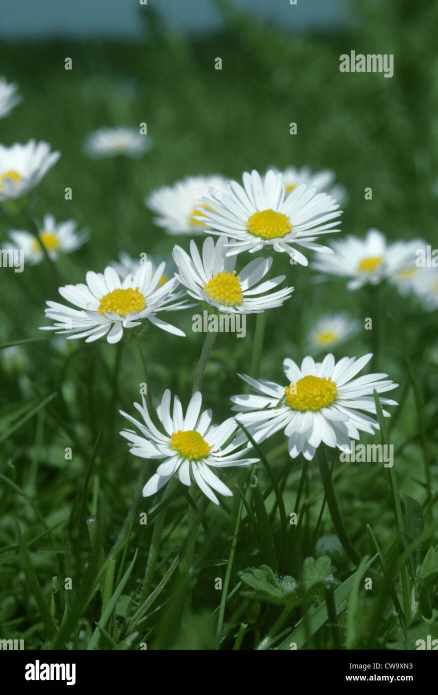 DAISY Bellis perennis (Asteraceae) Foto Stock