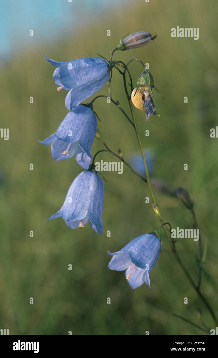 HAREBELL Campanula rotundifolia (Campanulaceae) Foto Stock