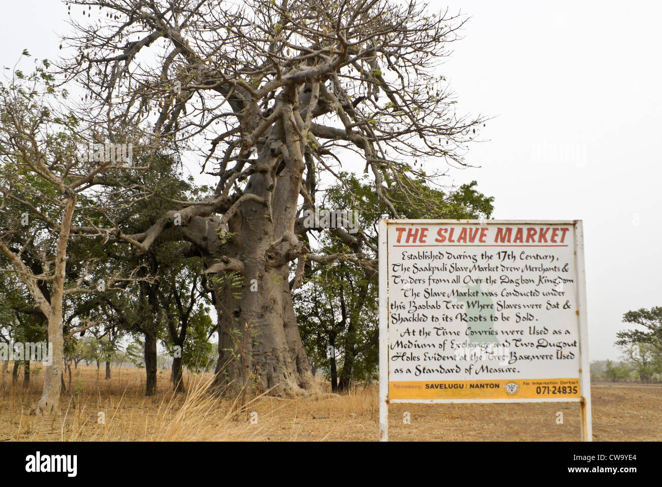 Baobab e sito di mercato di schiavi, Saakpuli, Ghana Foto Stock