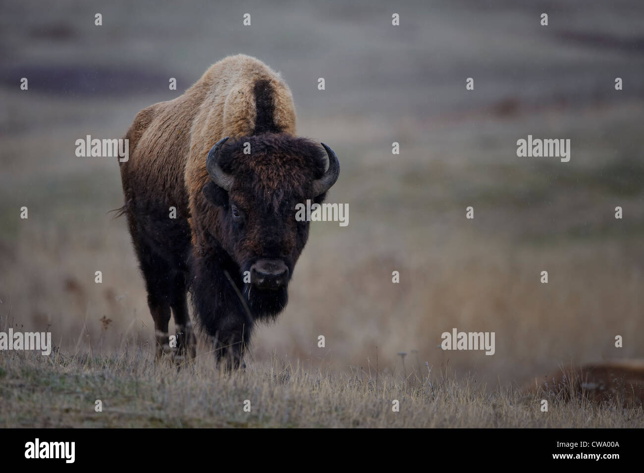 Bull (Bison bison bison), la National Bison Range, Montana Foto Stock