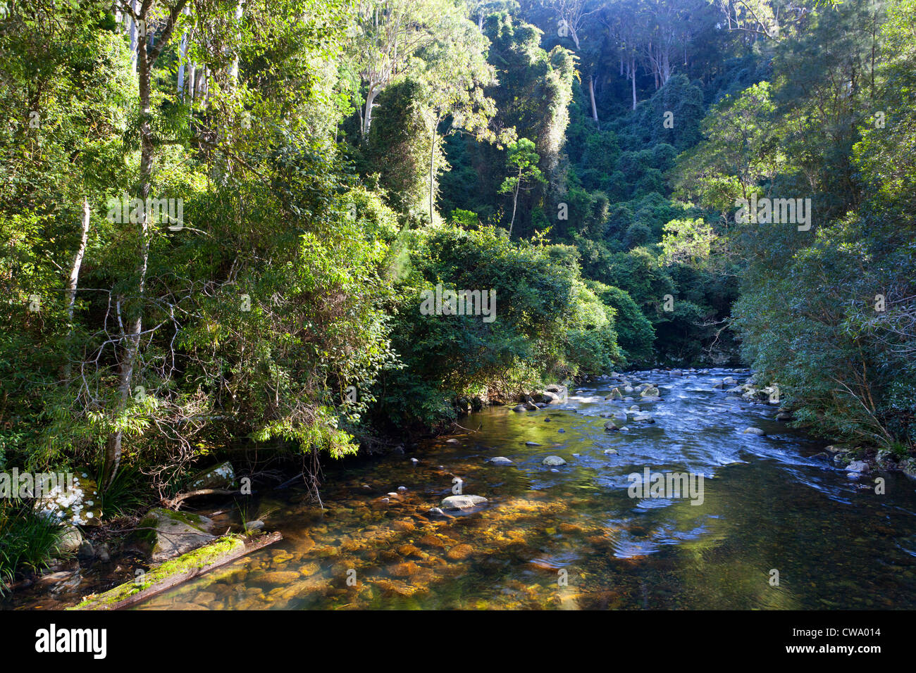 Fiume che scorre nella foresta pluviale temperata, Barrington Tops National Park, NSW, Australia Foto Stock