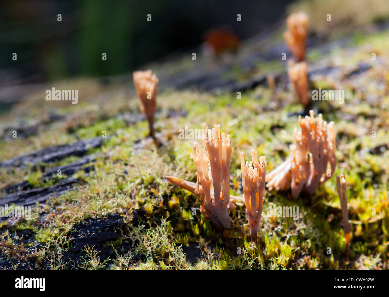 I funghi che crescono su di un registro, Barrington Tops National Park, NSW, Australia Foto Stock