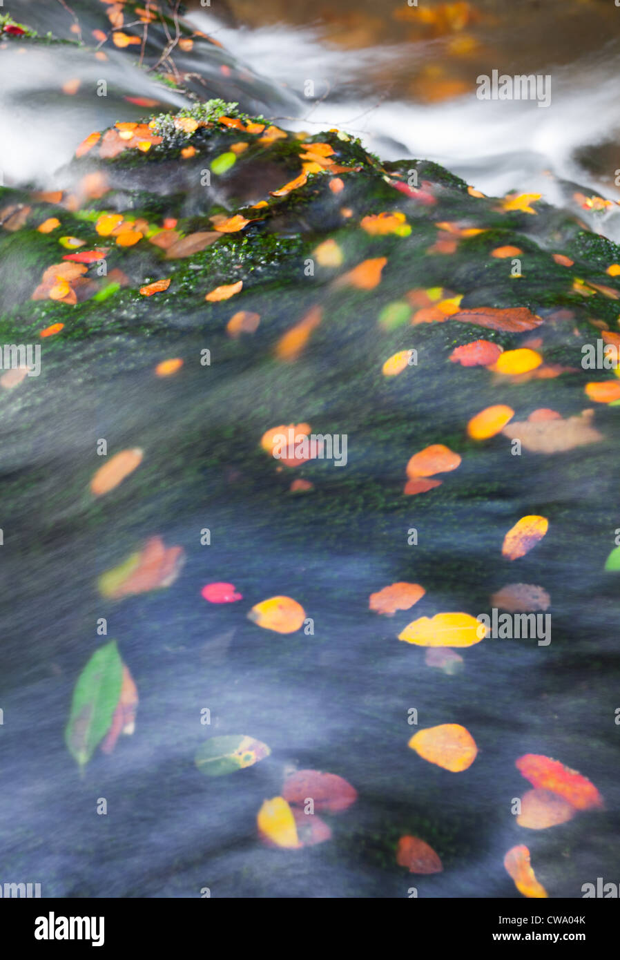 Dettaglio di un ruscello che scorre e lascia in lussureggianti foreste pluviali temperate, Barrington Tops National Park, NSW, Australia Foto Stock