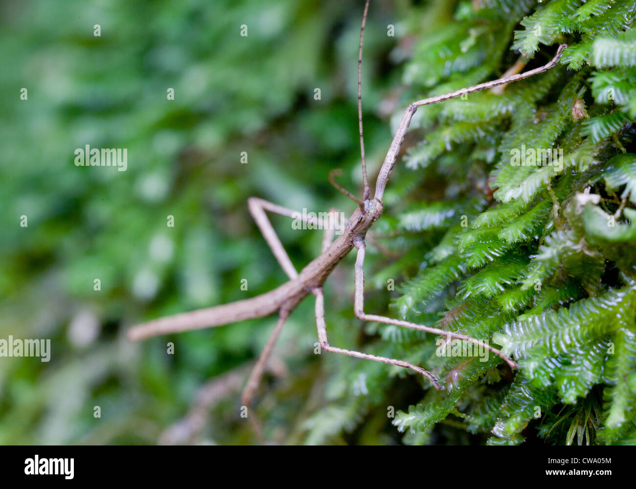 Stick insetto chronus Ctenomorpha, Barrington Tops National Park, NSW Australia Foto Stock