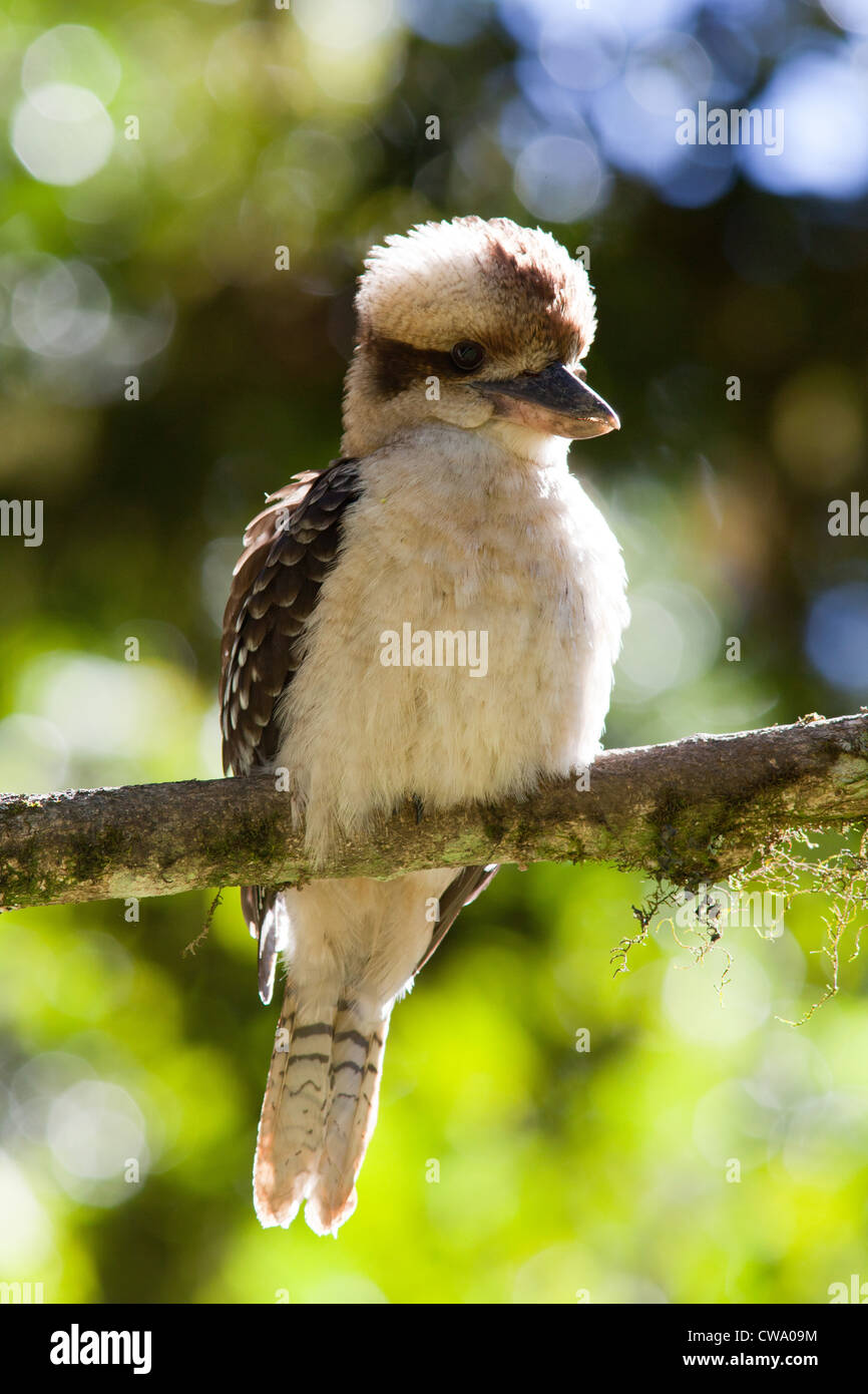 Ridendo Kookaburra, Dacelo novaeguineae, Australia Foto Stock