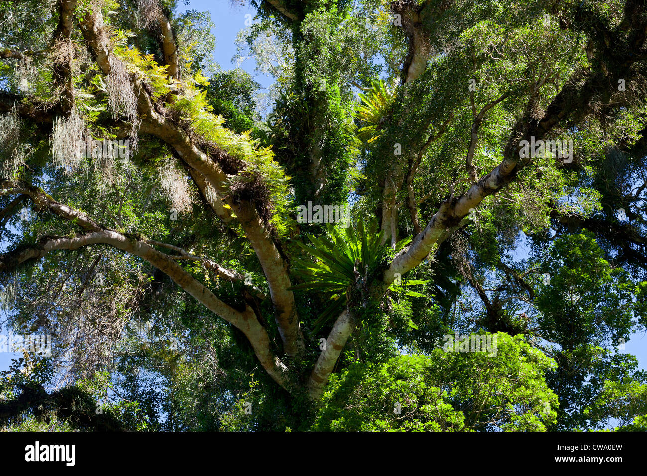 Lussureggiante albero nella foresta pluviale temperata, Barrington Tops National Park, NSW, Australia Foto Stock