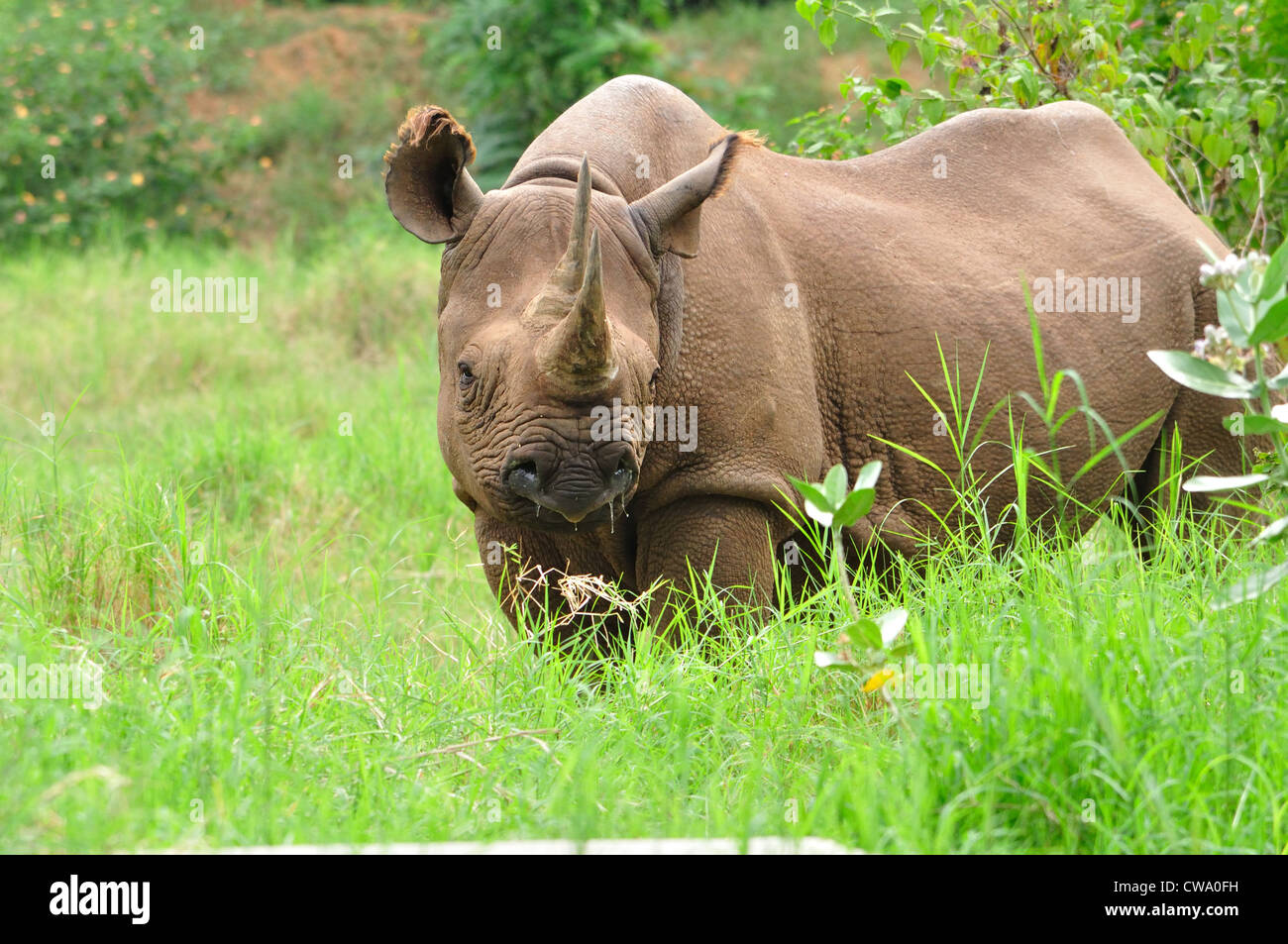 Due cornuto rinoceronte (Ceratotherium simum ) Foto Stock