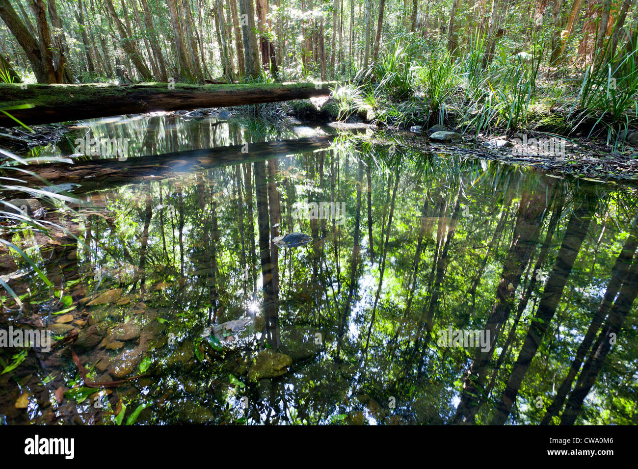 Sunny creek nella foresta pluviale temperata, Barrington Tops National Park, NSW, Australia Foto Stock