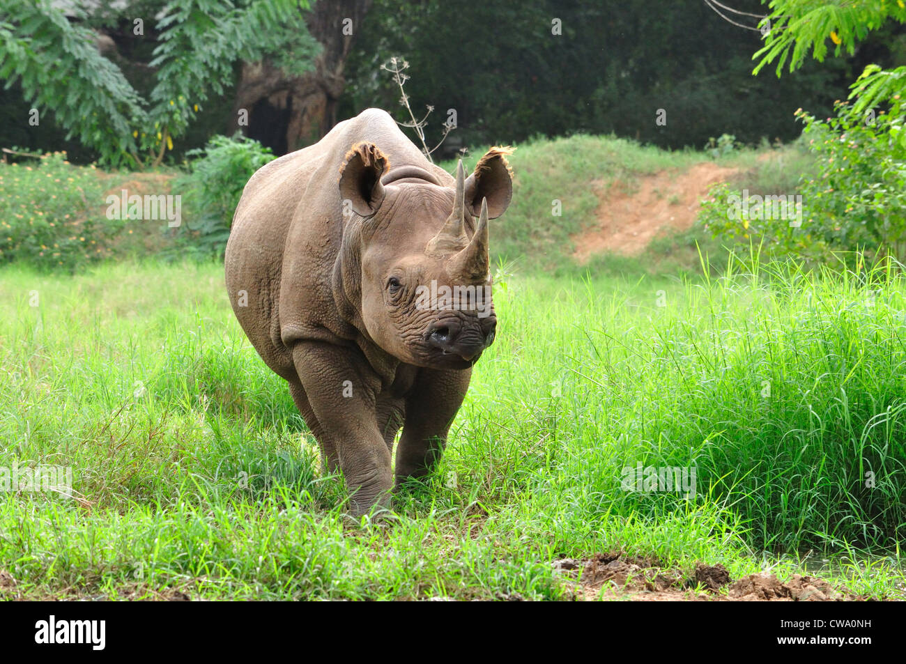 Due cornuto rinoceronte (Ceratotherium simum ) Foto Stock