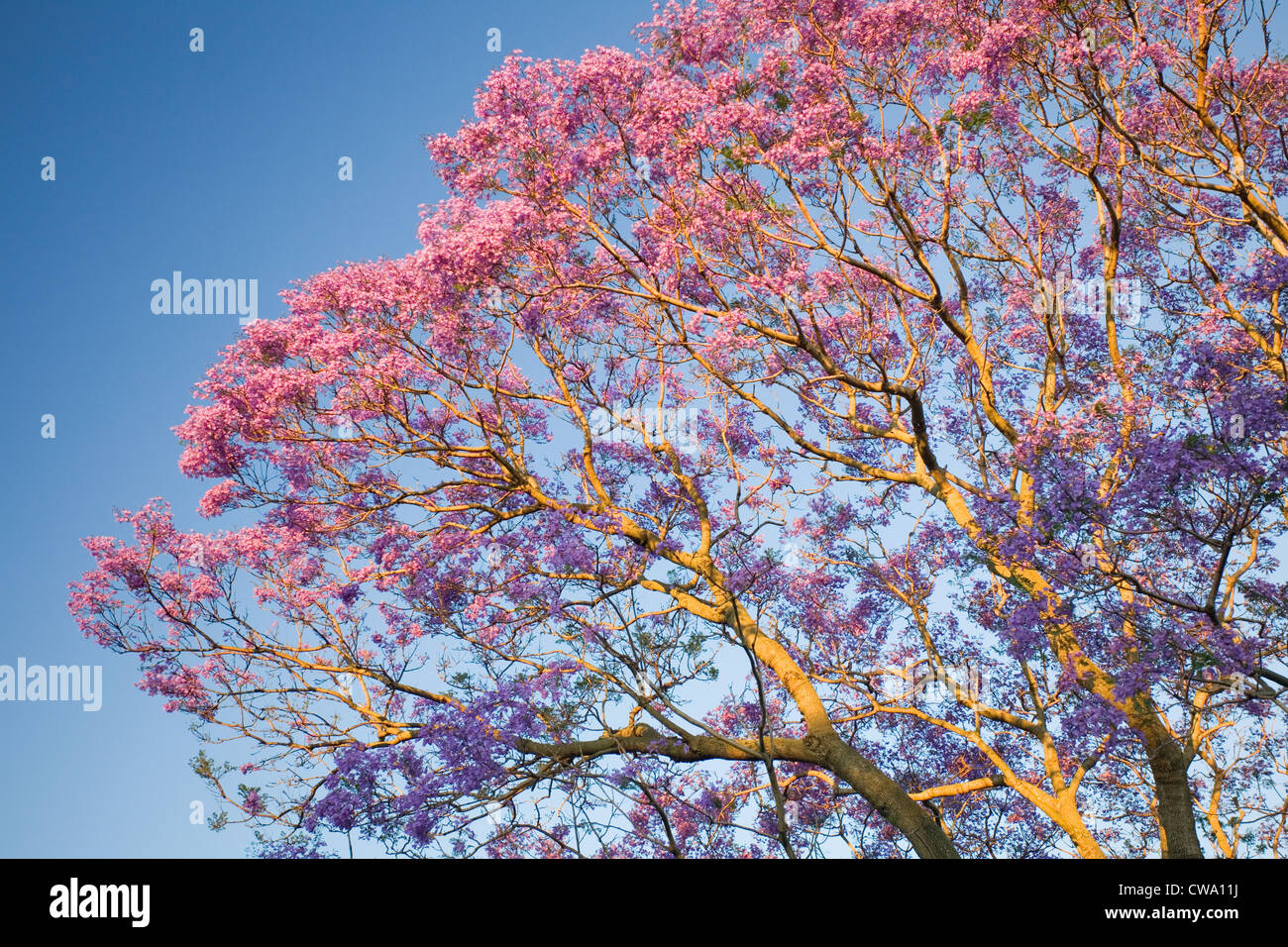 Fioritura Jacaranda, Jacaranda mimosifolia, Australia Foto Stock
